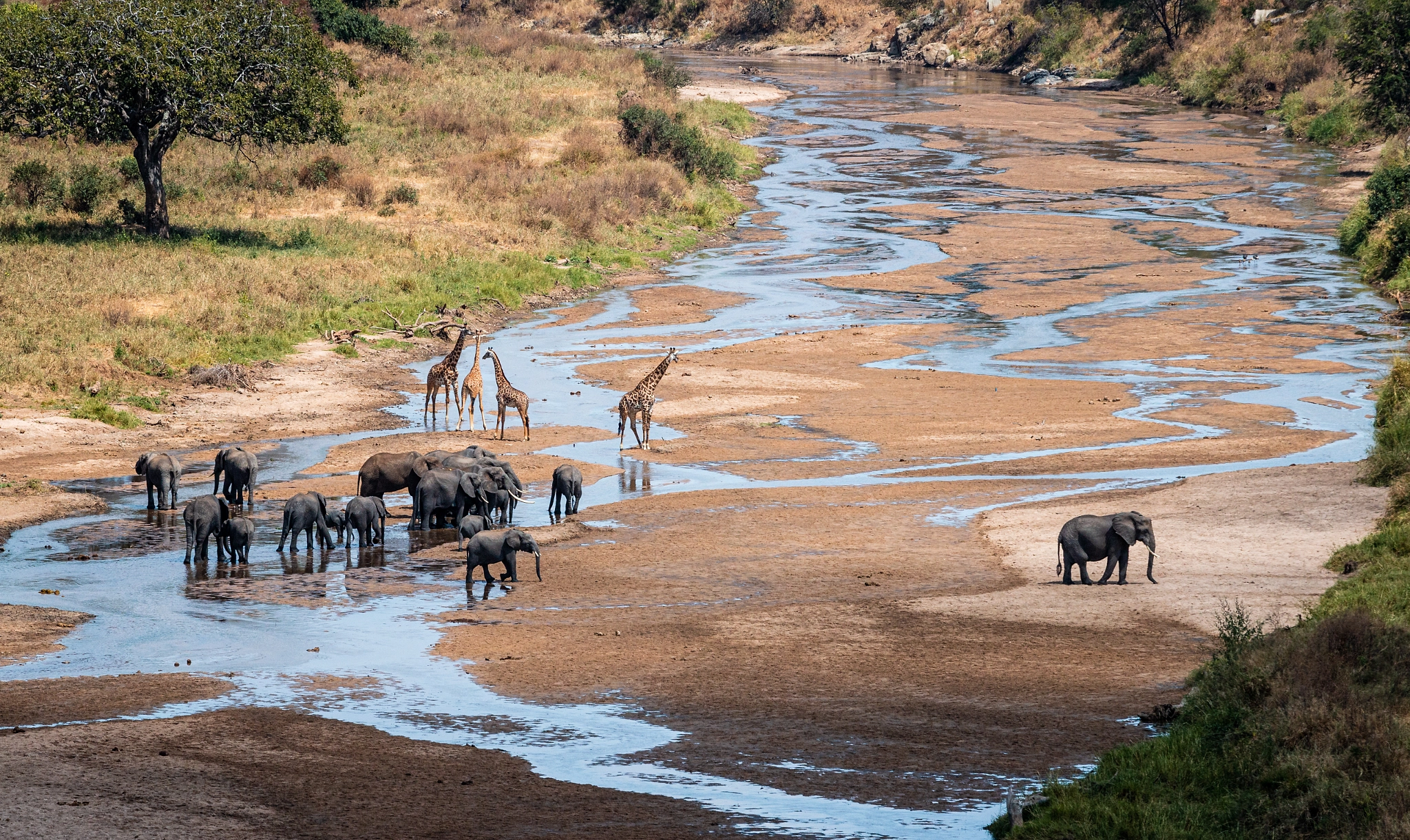 Big mammals group meeting in Tarangire