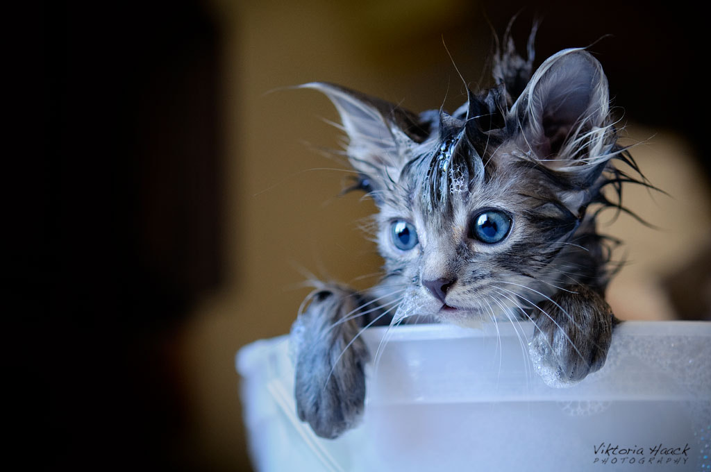flea bath by Viktoria Haack on 500px.com