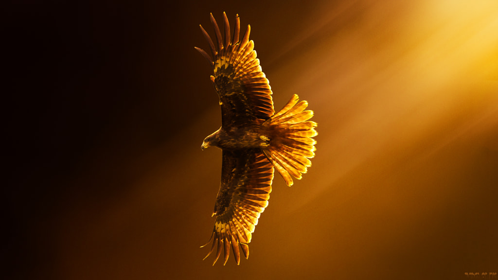 Wings Of Fire! by Sunil  on 500px.com