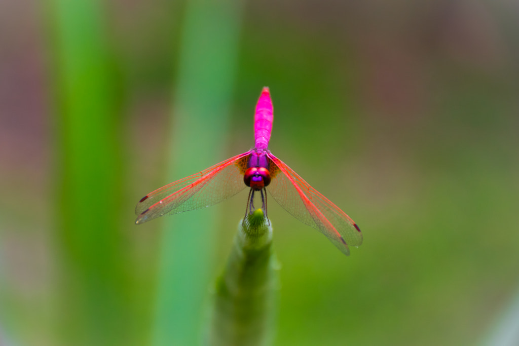 The Pink Dragonfly by L's  on 500px.com
