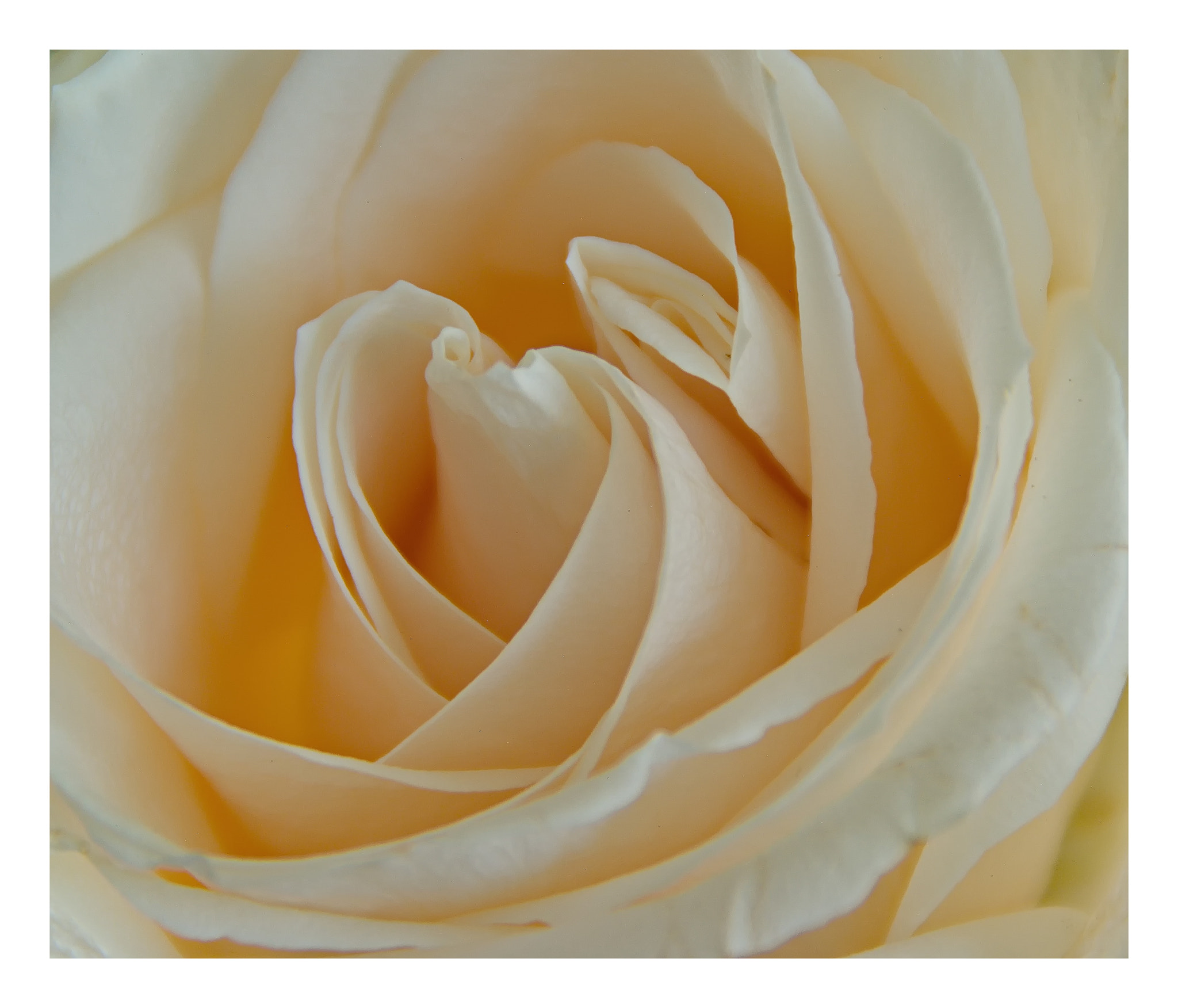 Rescued Rose