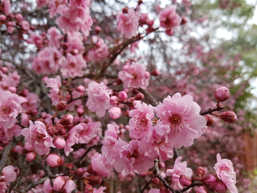 20200814_131922 by Elizabeth Fitzgerald on 500px.com