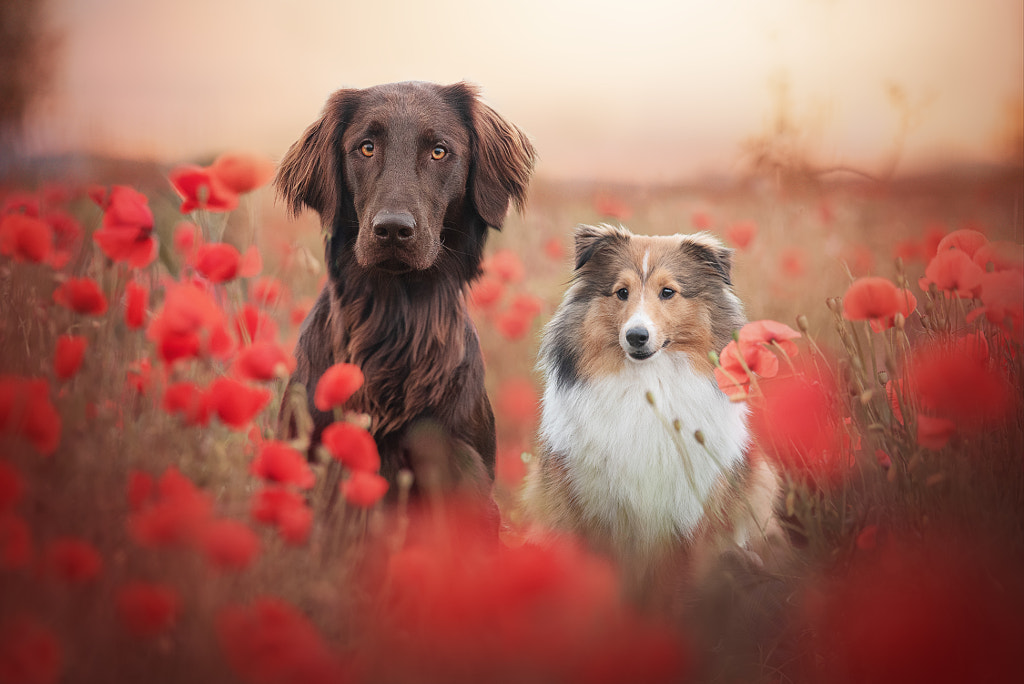 Shadow & Nora by Carmen Schwarz on 500px.com