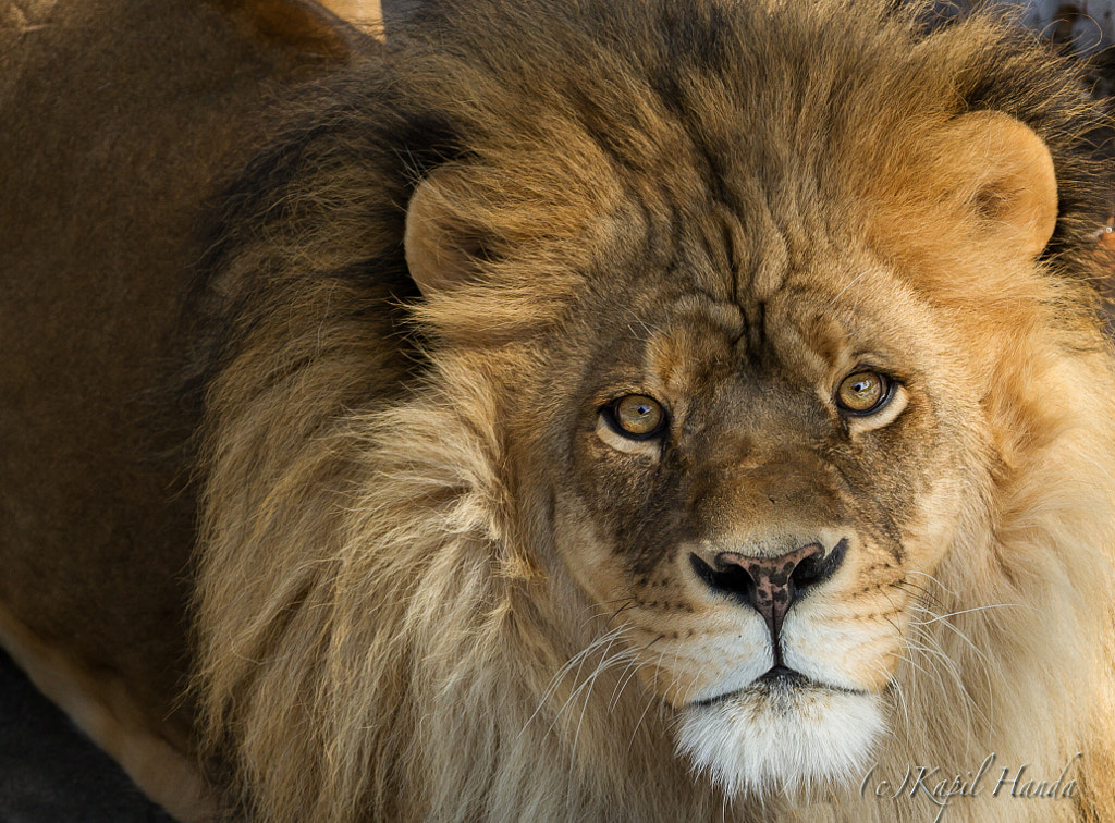 Lion  by Kapil Handa on 500px.com