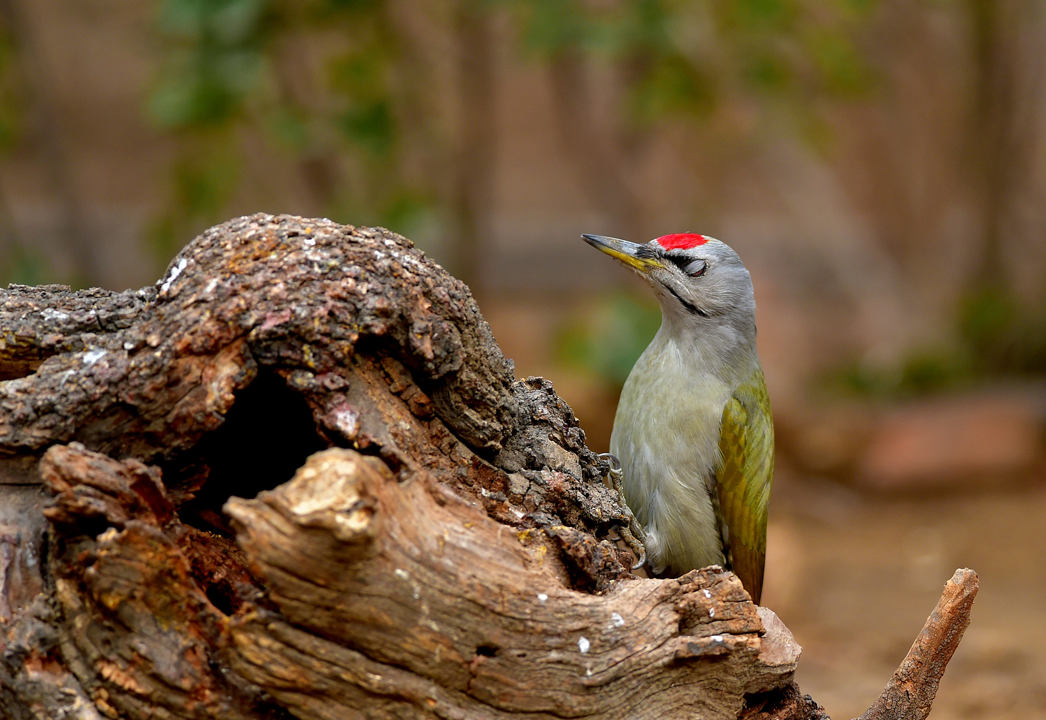 Grey-headed woodpecker