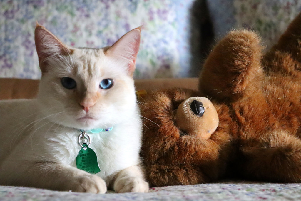 I Love my Teddy by Michele W. on 500px.com