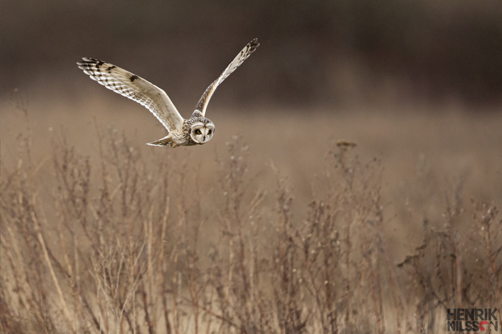 Field Hunter by Henrik Nilsson on 500px.com