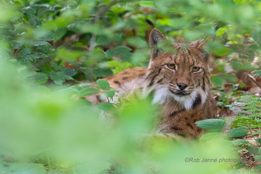 Lynx by Rob Janné on 500px.com