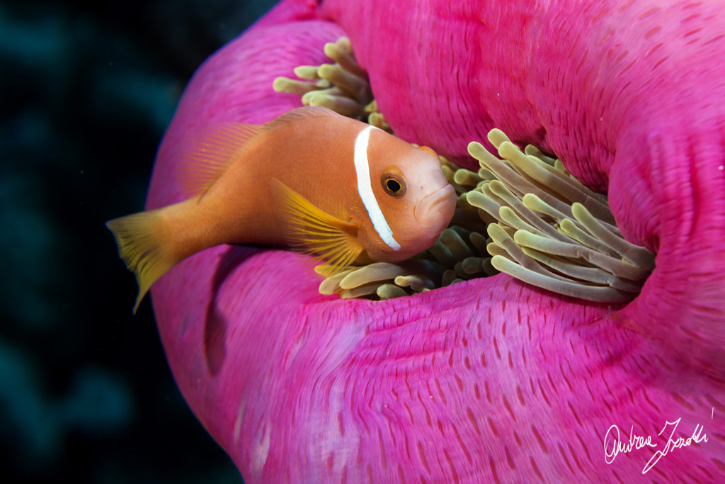 I am just a clown by Andrea Izzotti on 500px.com