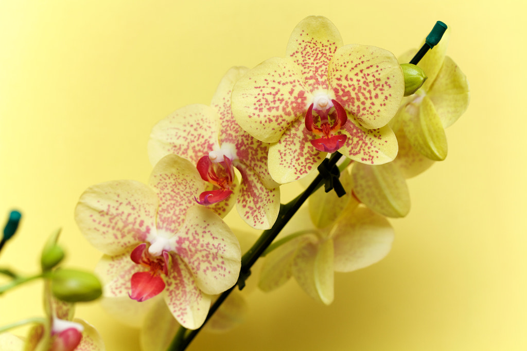 Yellow orchids by Sarah Saratonina on 500px.com