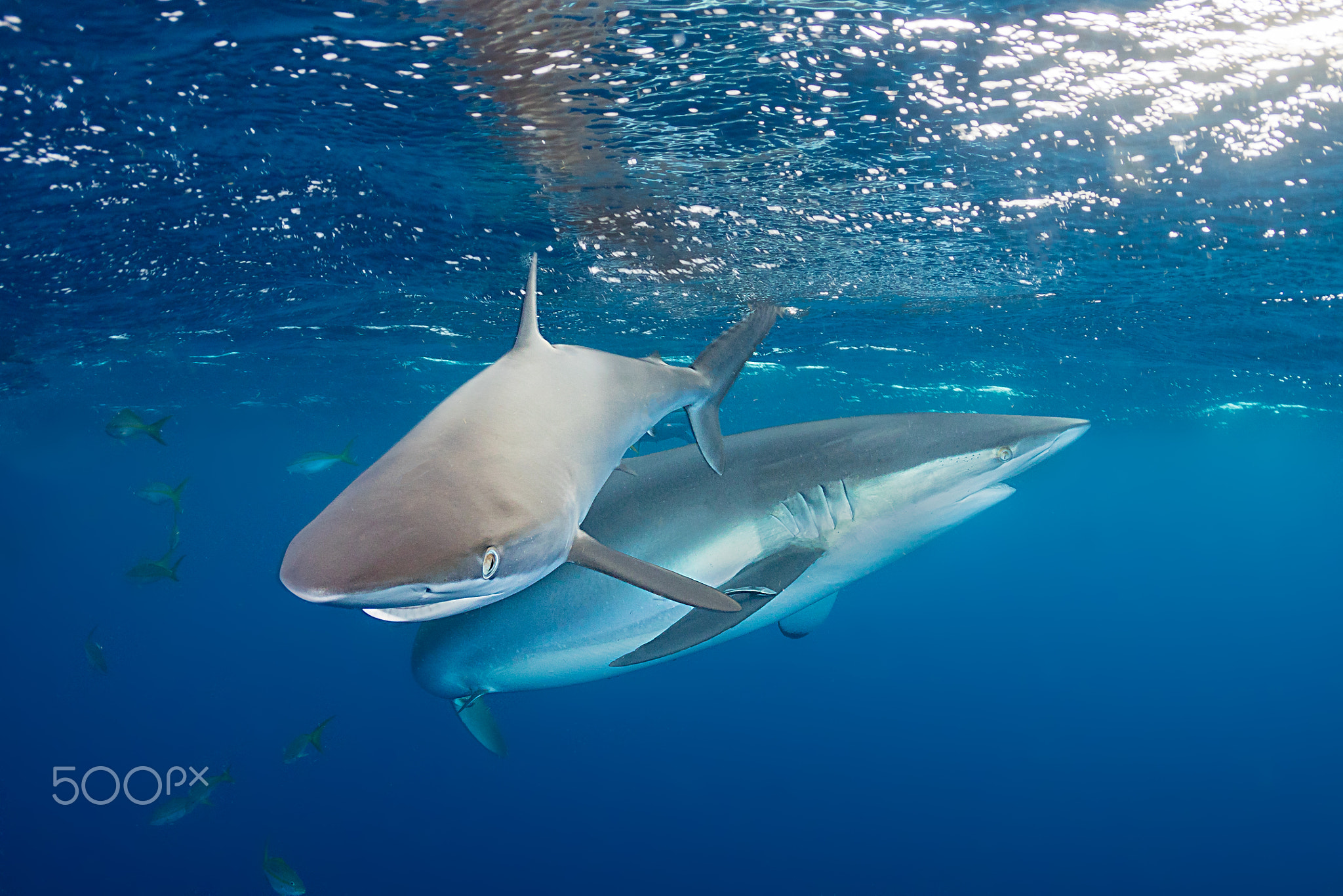 Silky shark dance