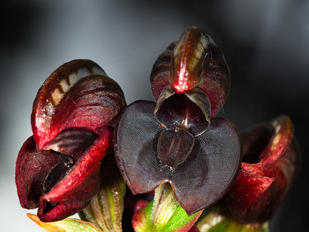 Crowded Banded Greenhood Orchid by Paul Amyes on 500px.com