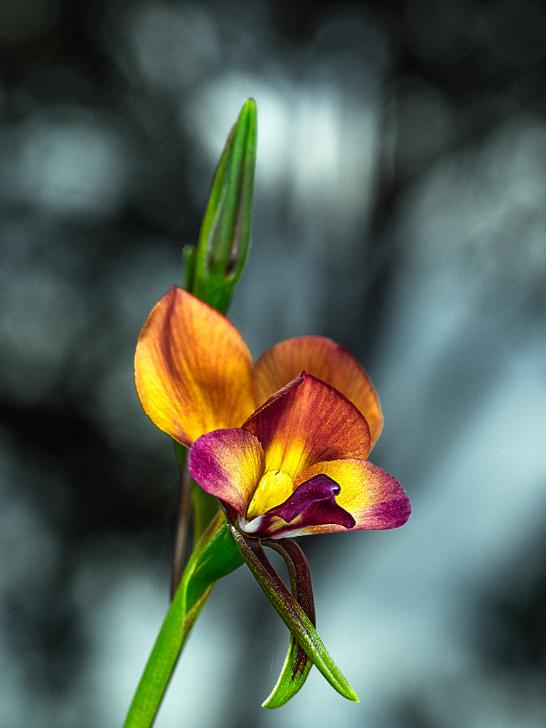 Darling Range Donkey Orchid by Paul Amyes on 500px.com