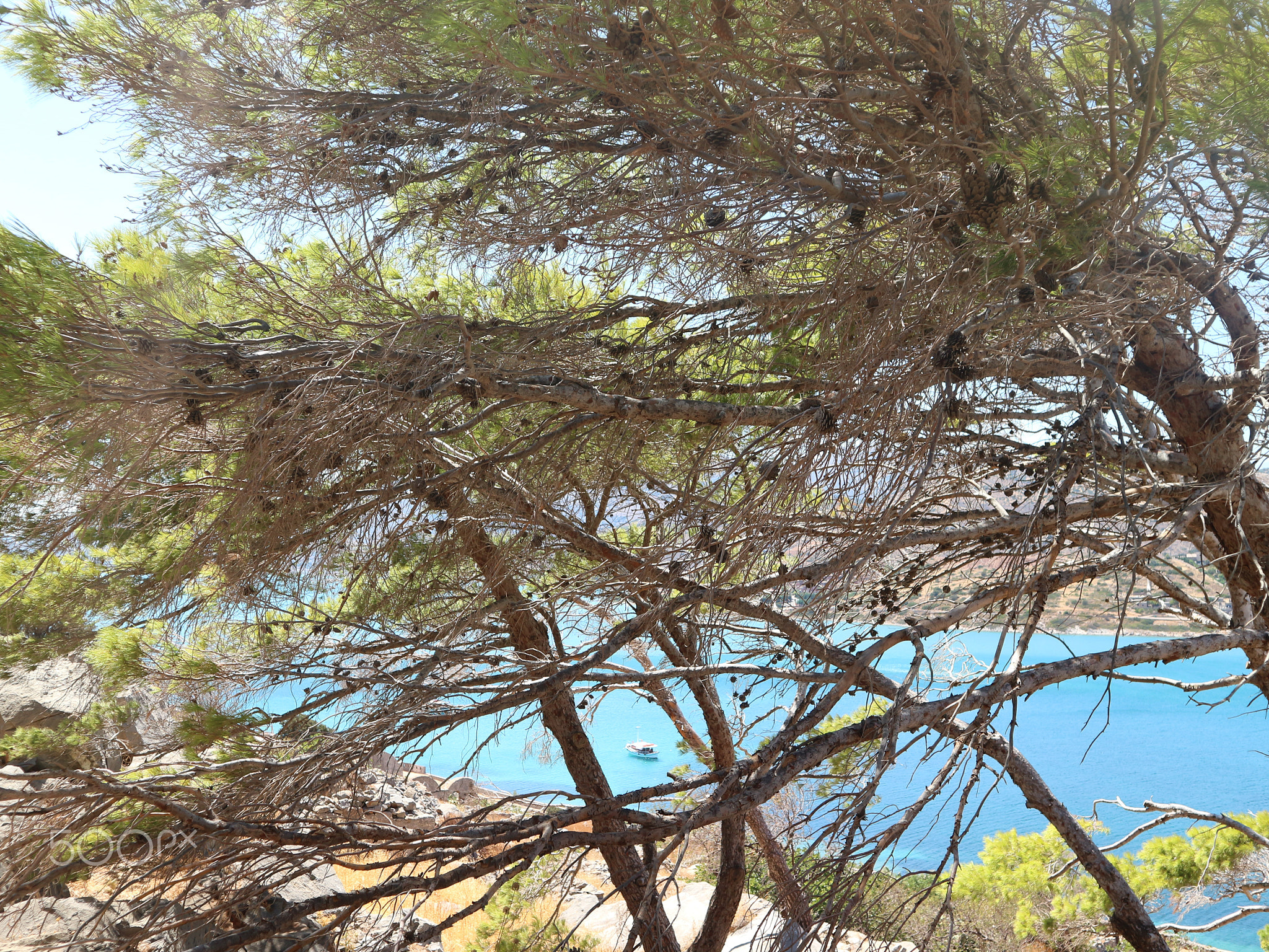 Green Dry Trees on Spinalonga Island with Bright Blue Ocean