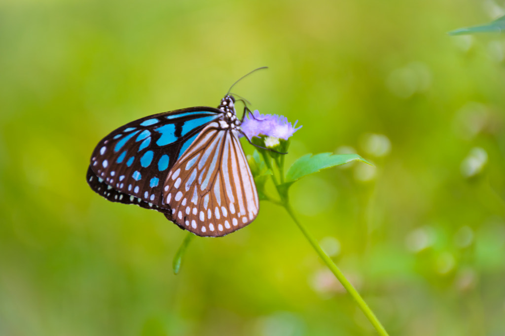 The Butterfly and The Nature by L's  on 500px.com