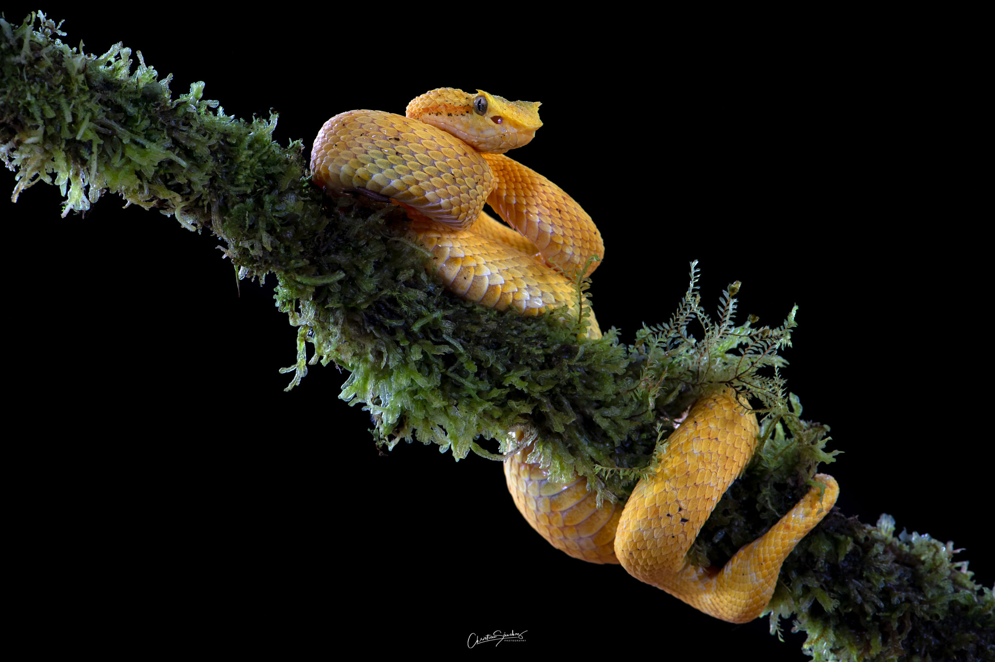 Eyelash Viper