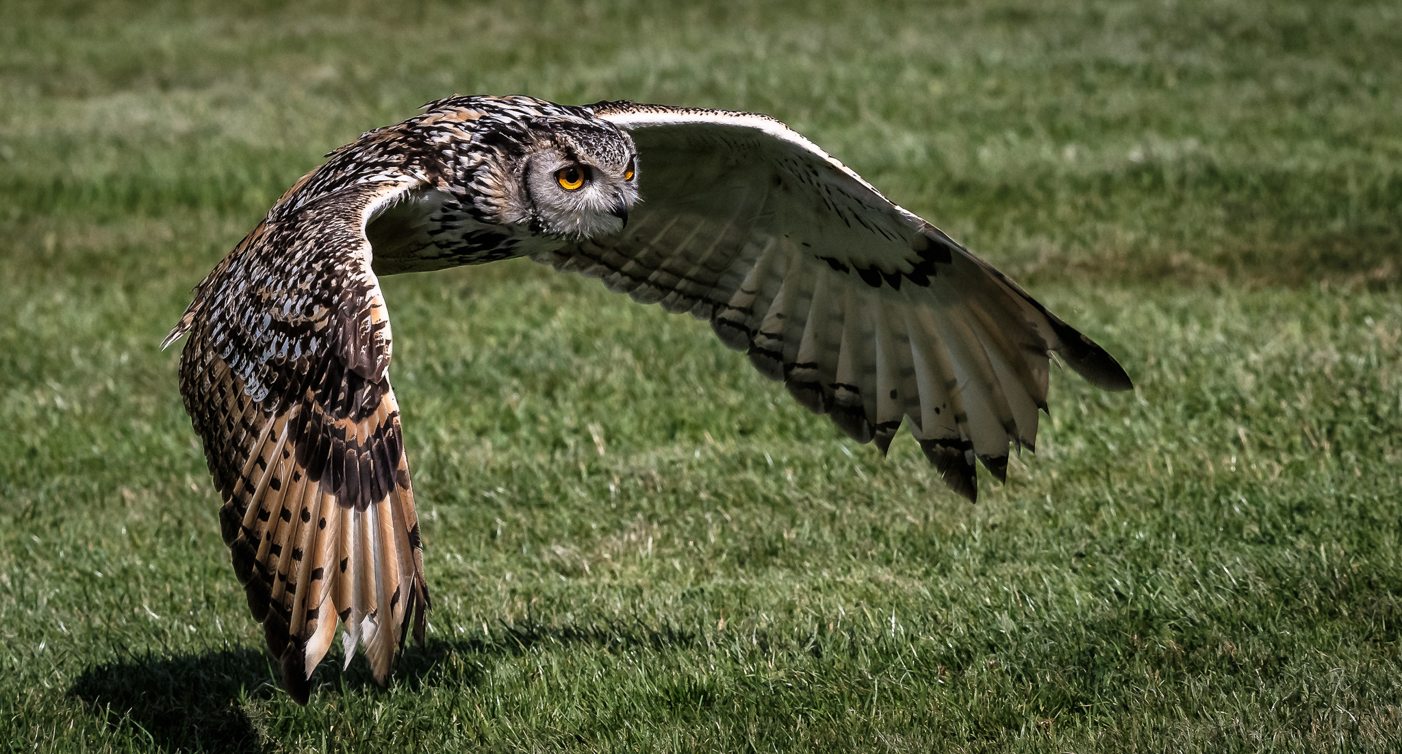 Canon EOS-1D X + Canon EF 200-400mm F4L IS USM Extender 1.4x sample photo. Glide photography