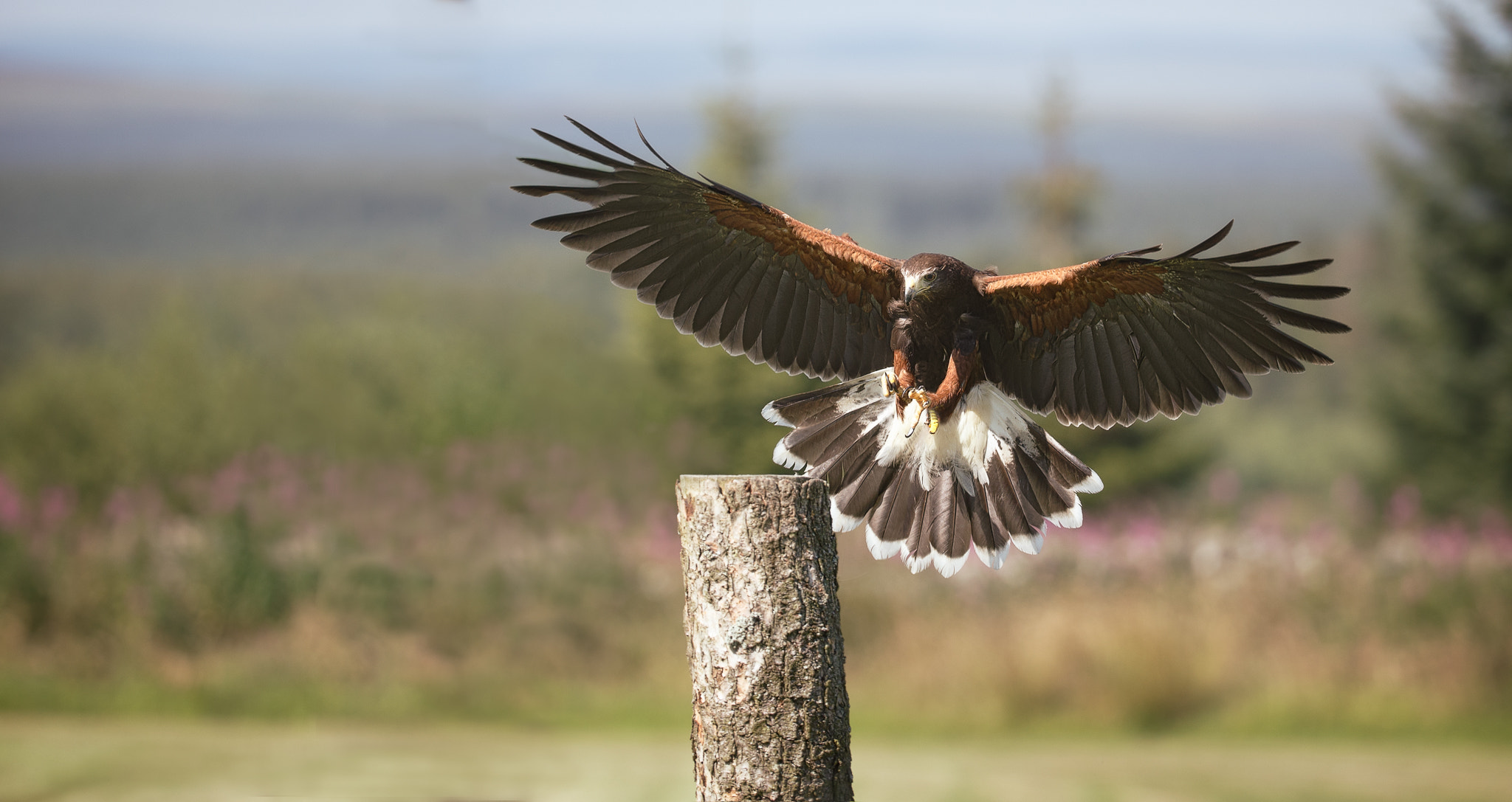 Canon EF 200-400mm F4L IS USM Extender 1.4x sample photo. Spread your wings photography