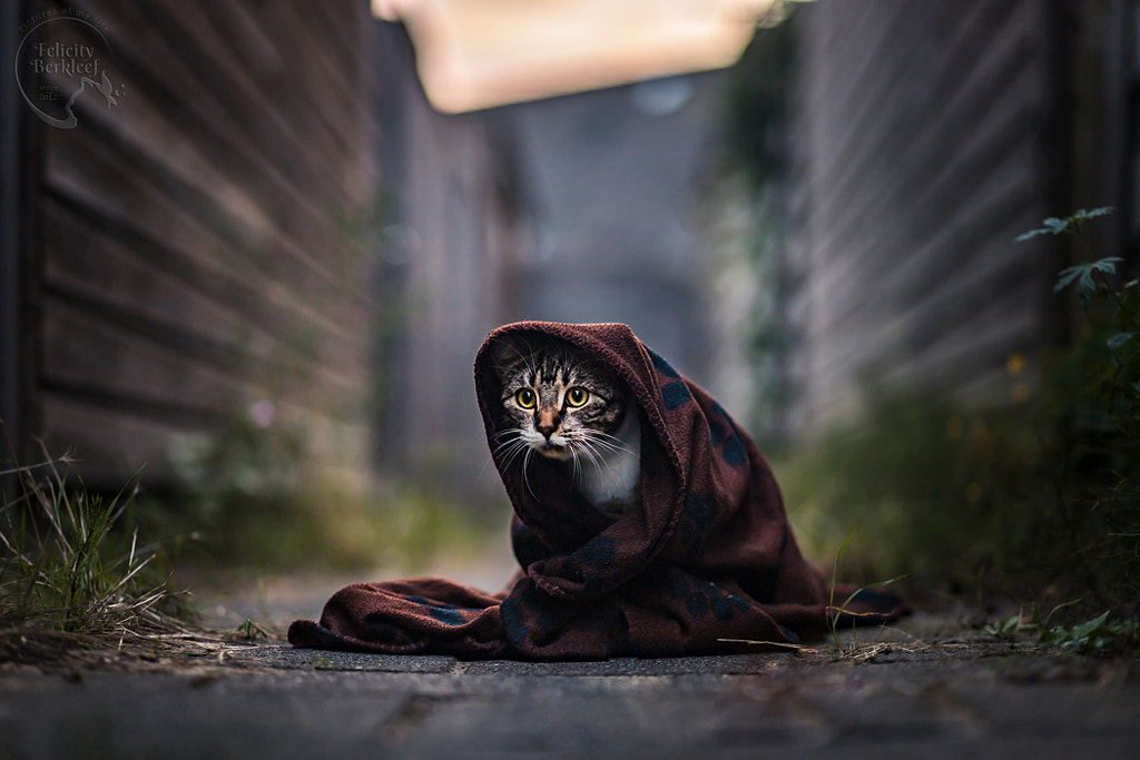 In the Alley by Felicity Berkleef on 500px.com