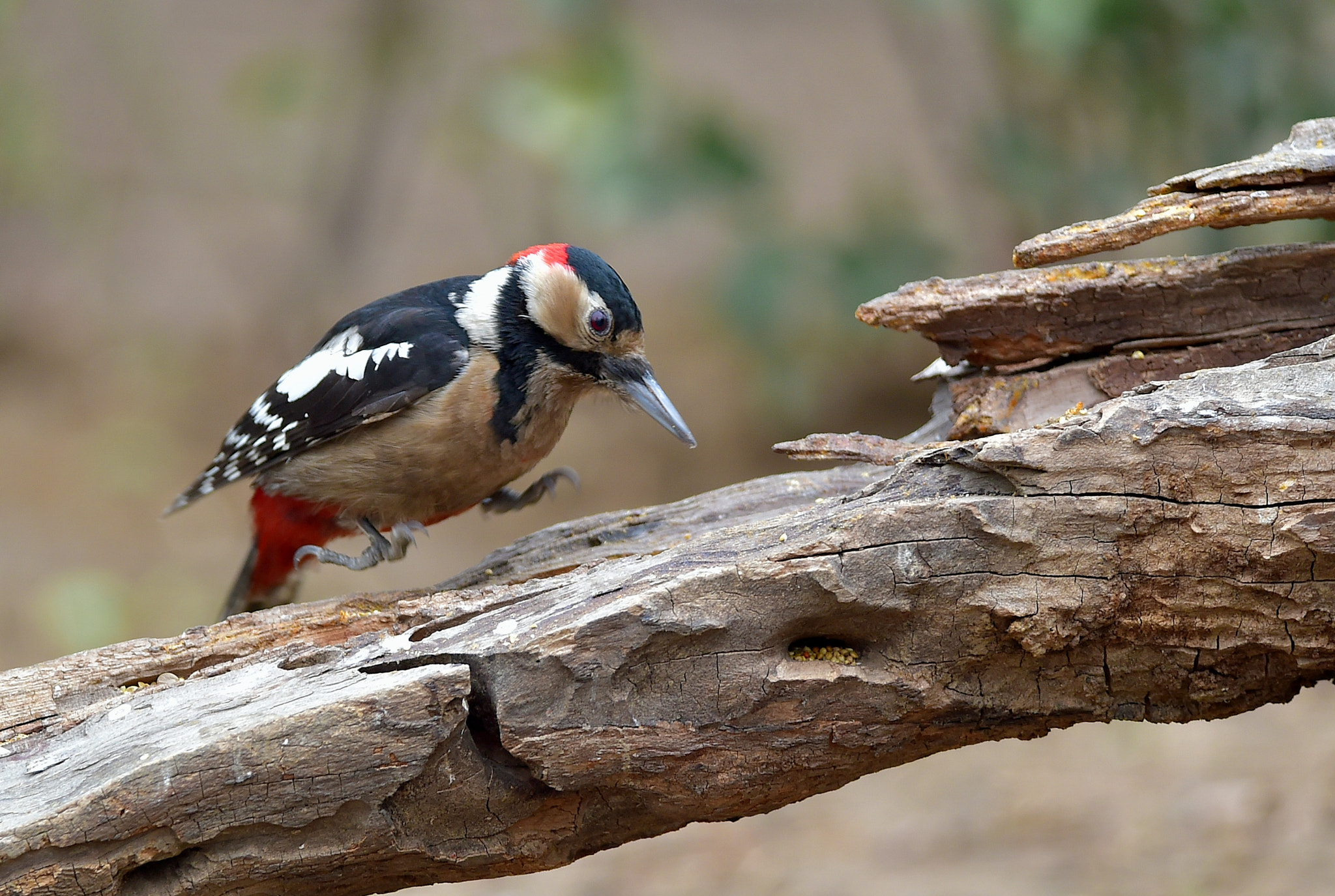 Great Spotted Woodpecker