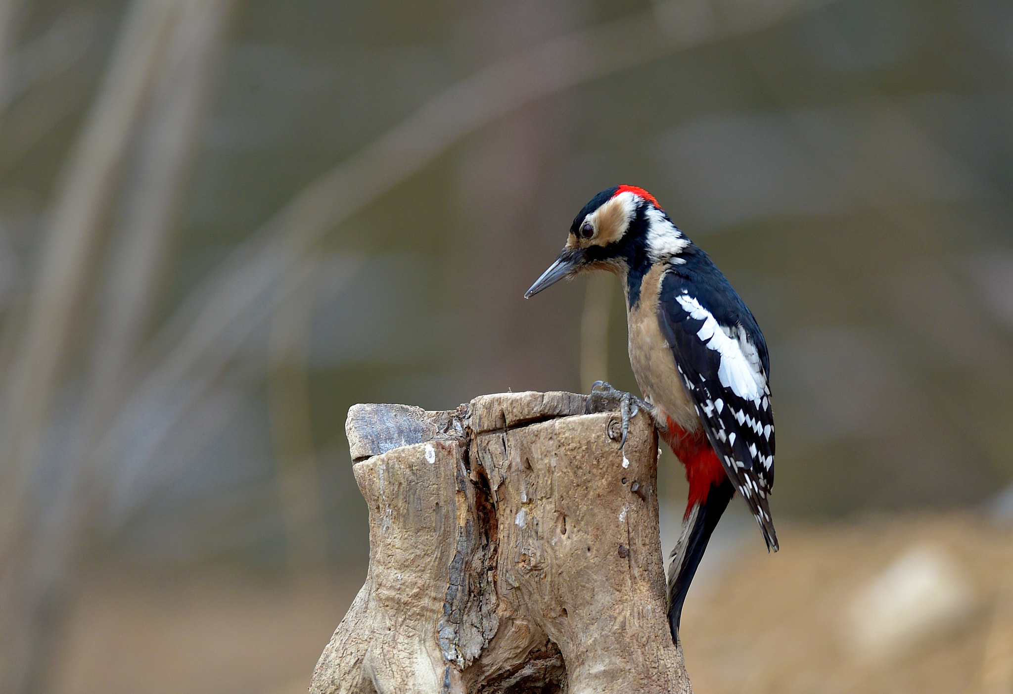 Great Spotted Woodpecker