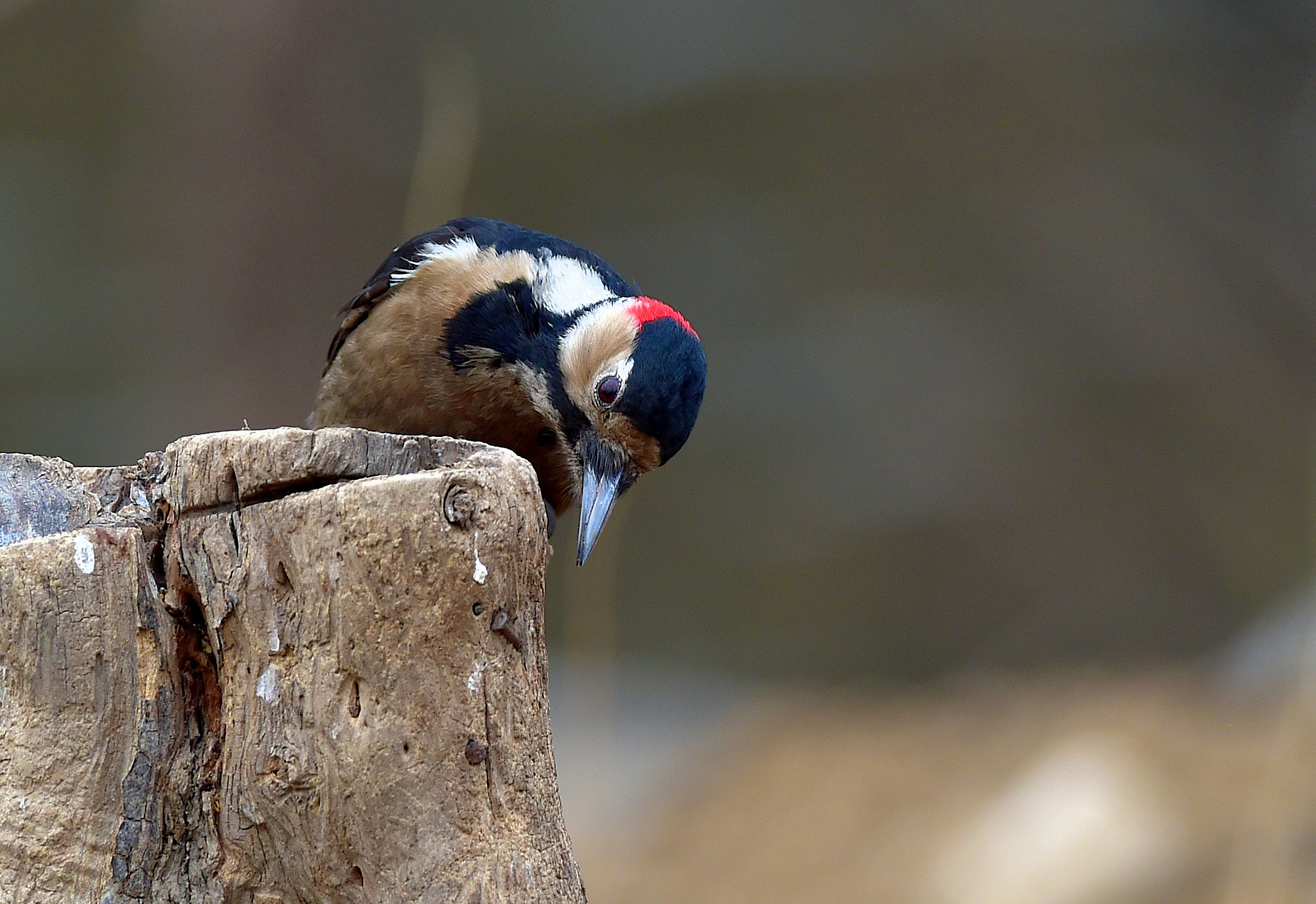 Great Spotted Woodpecker