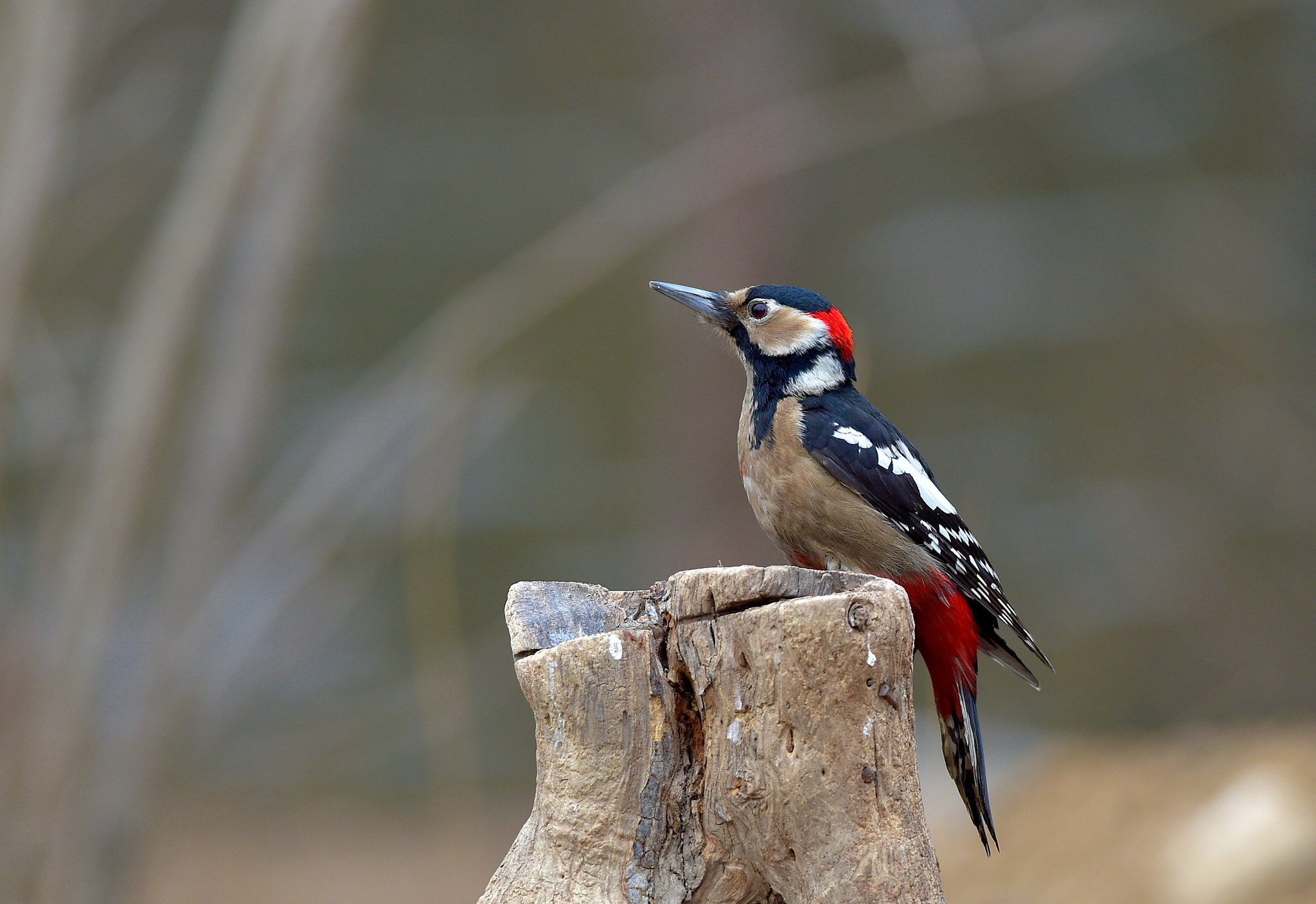 Great Spotted Woodpecker