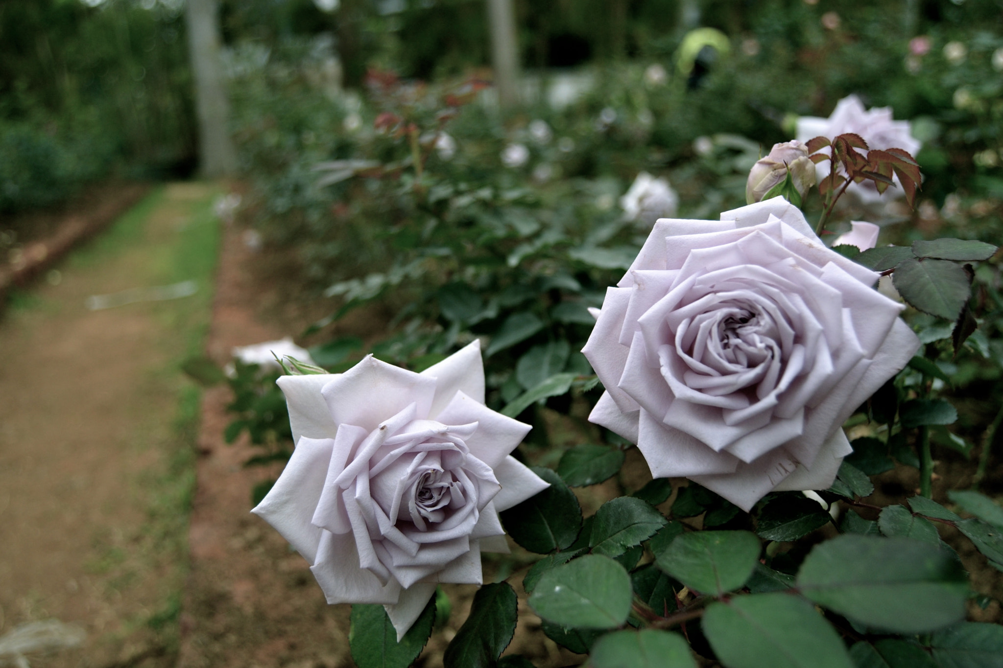 Purple Roses