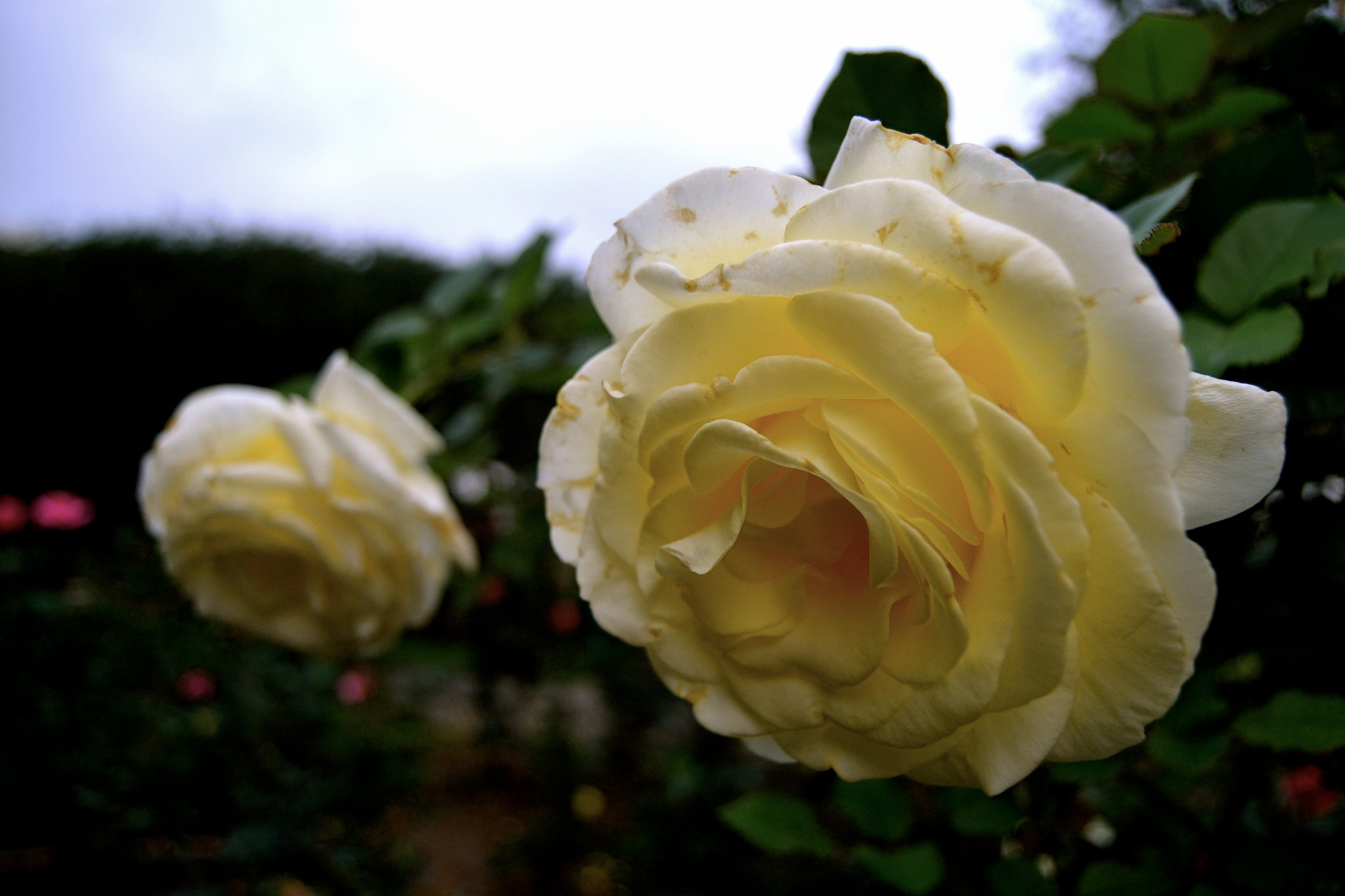 v2?sig=0245ca04a81902206650a8cff954d5e43662c7c3c0f133a48d9a6d5482c129d4