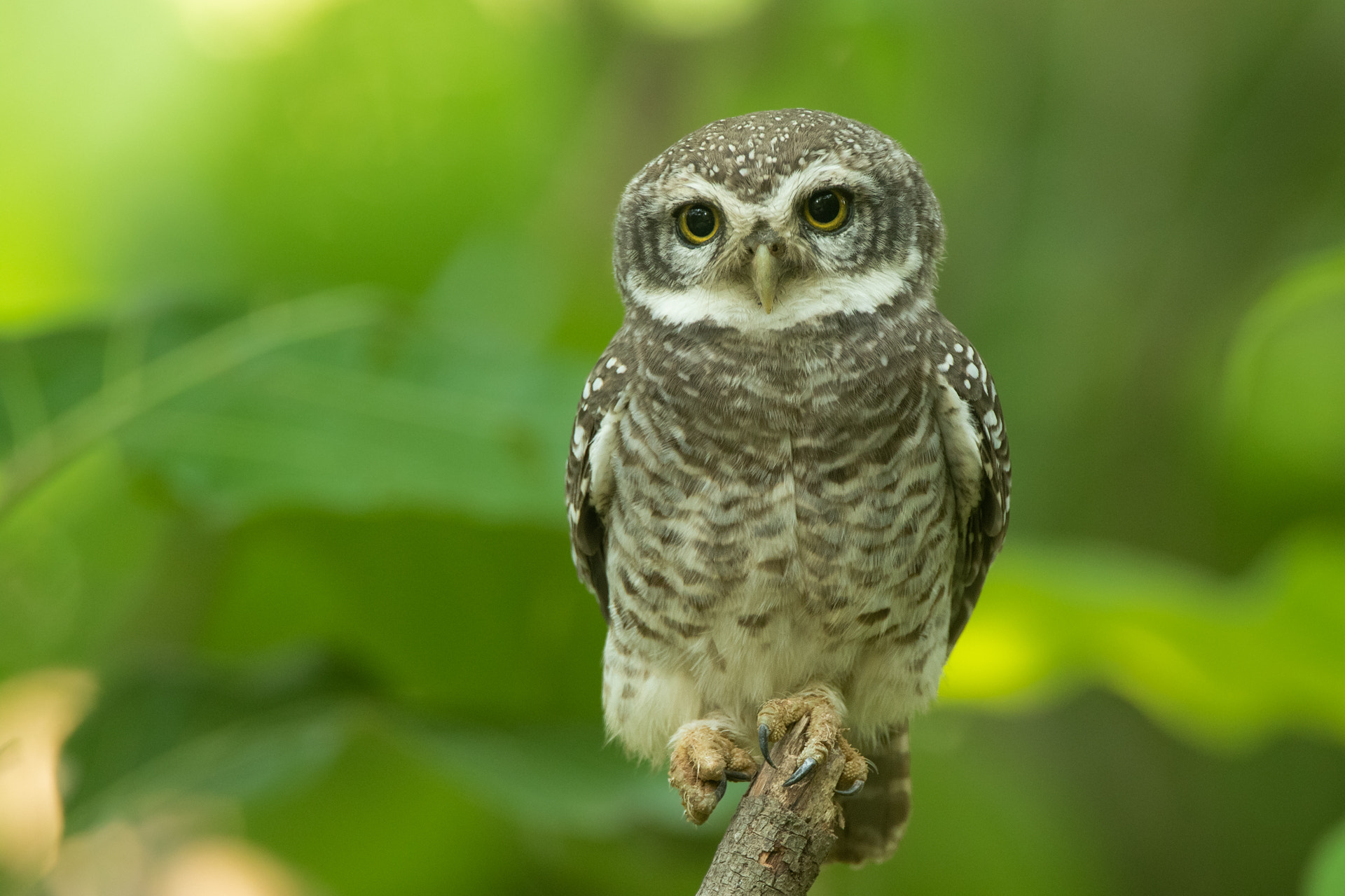 Spotted Owlet