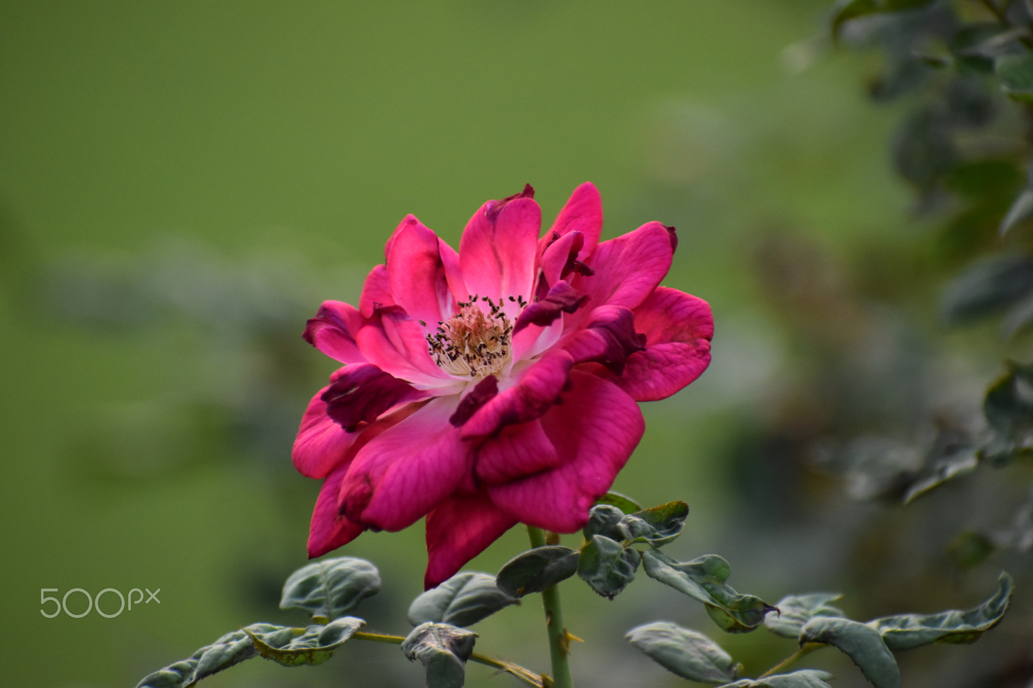 Red-ish Pink Rose