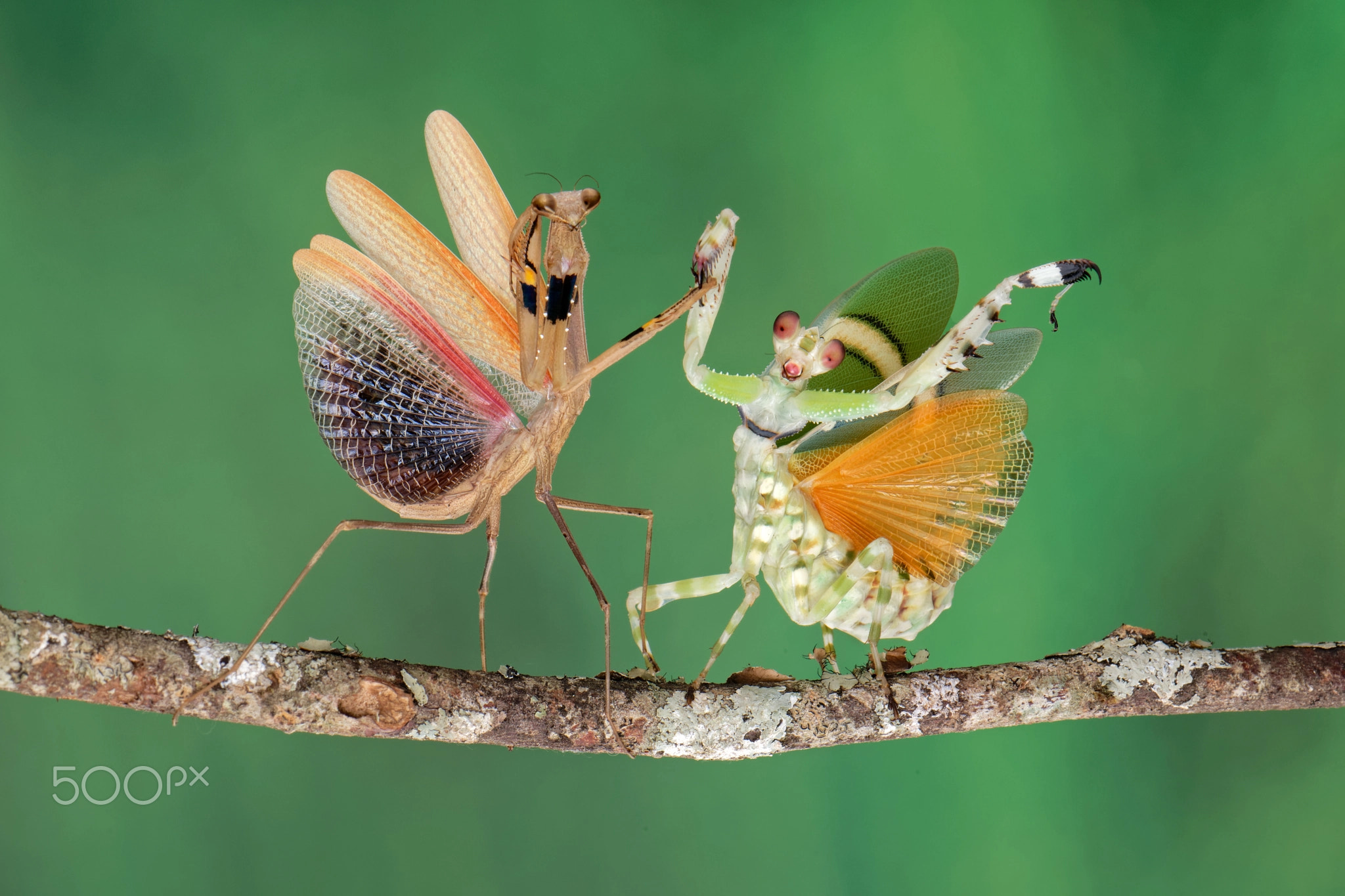 We danced together on the branch at the party