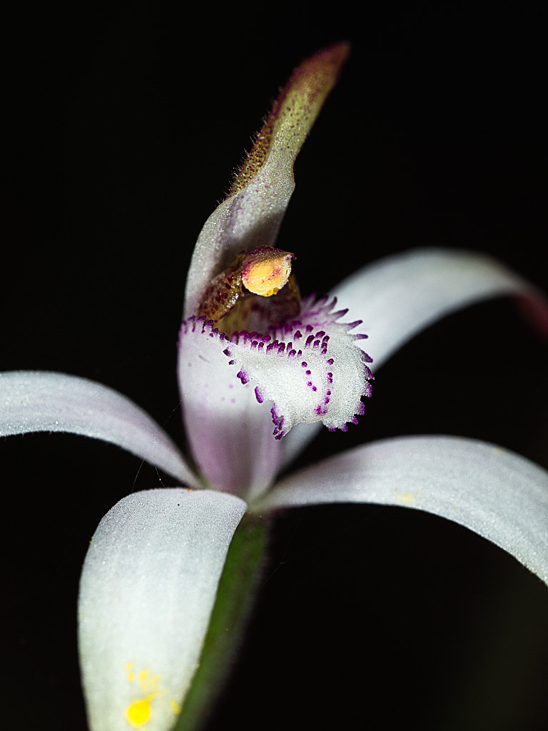 Candy Orchid by Paul Amyes on 500px.com