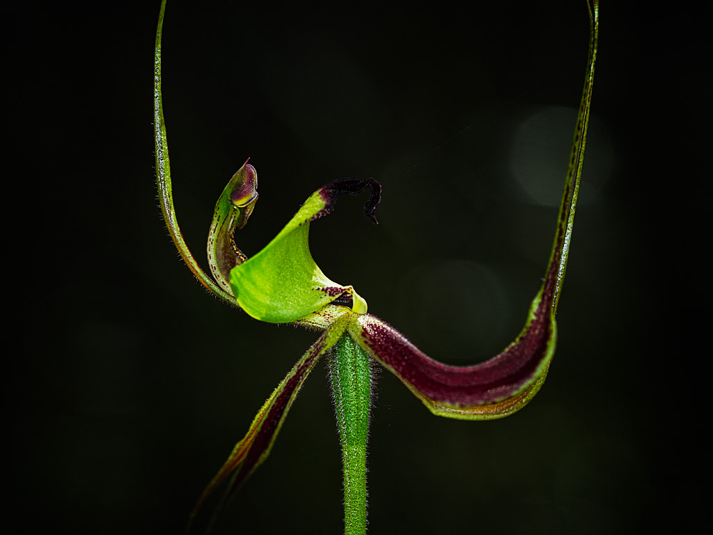 Clown Orchid by Paul Amyes on 500px.com