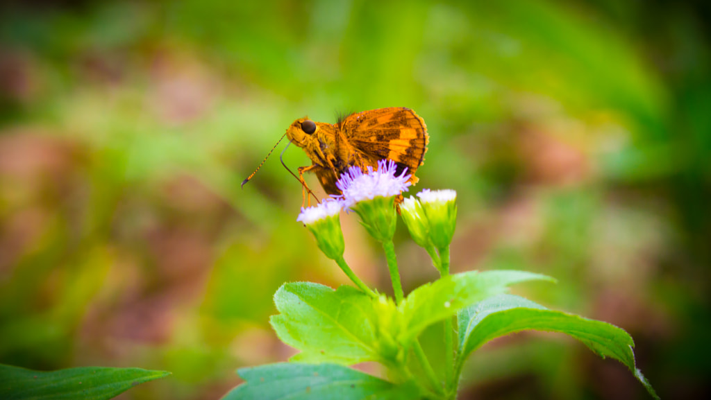 Little Butterfly by L's  on 500px.com