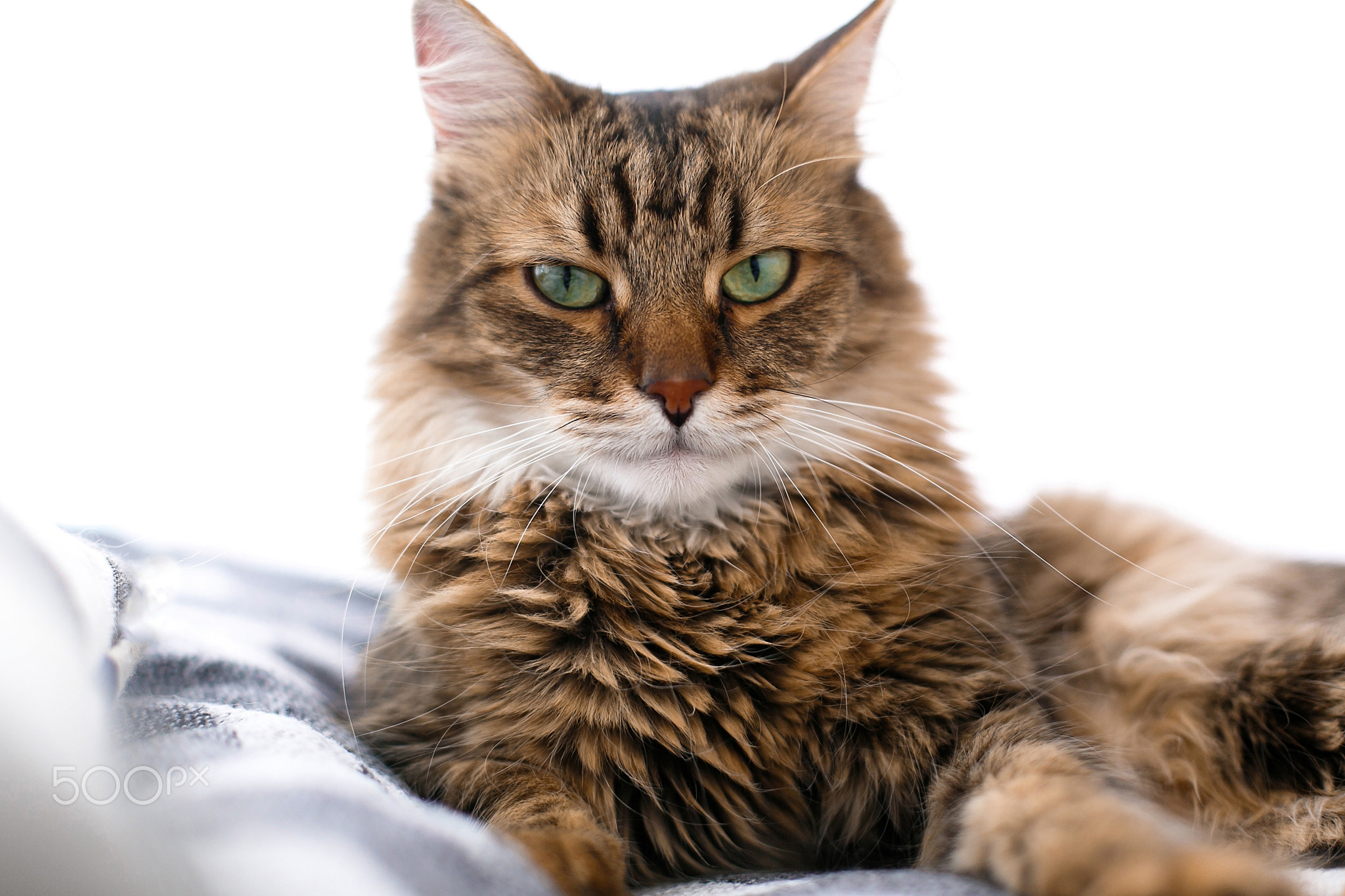 Maine coon with serious emotions and funny expression