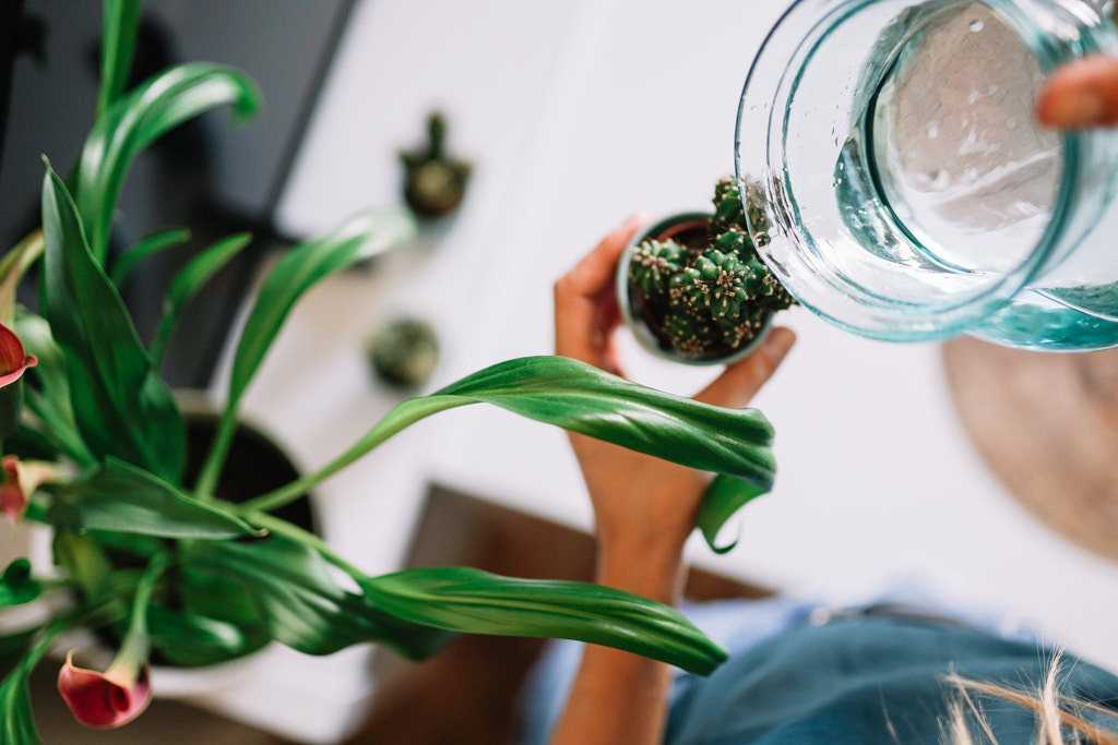 Water for plants by All Nea on 500px.com