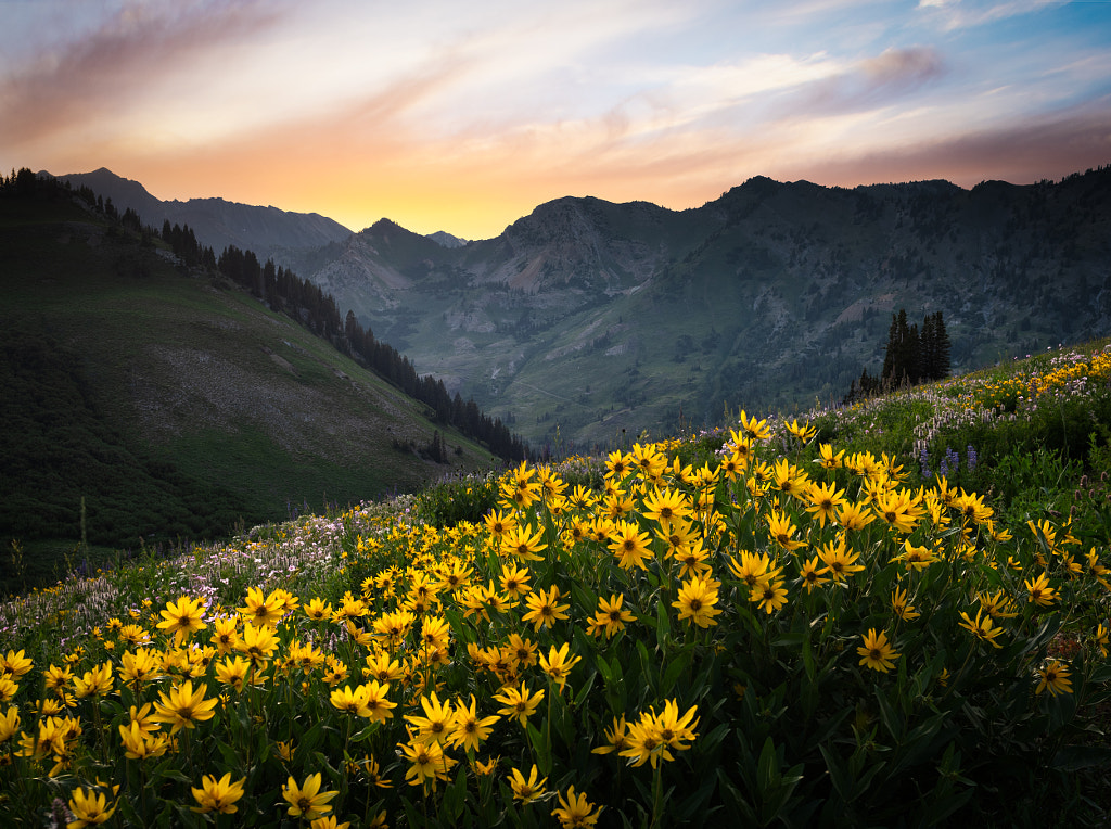 Wildflowers in Utah by Nam Do on 500px.com