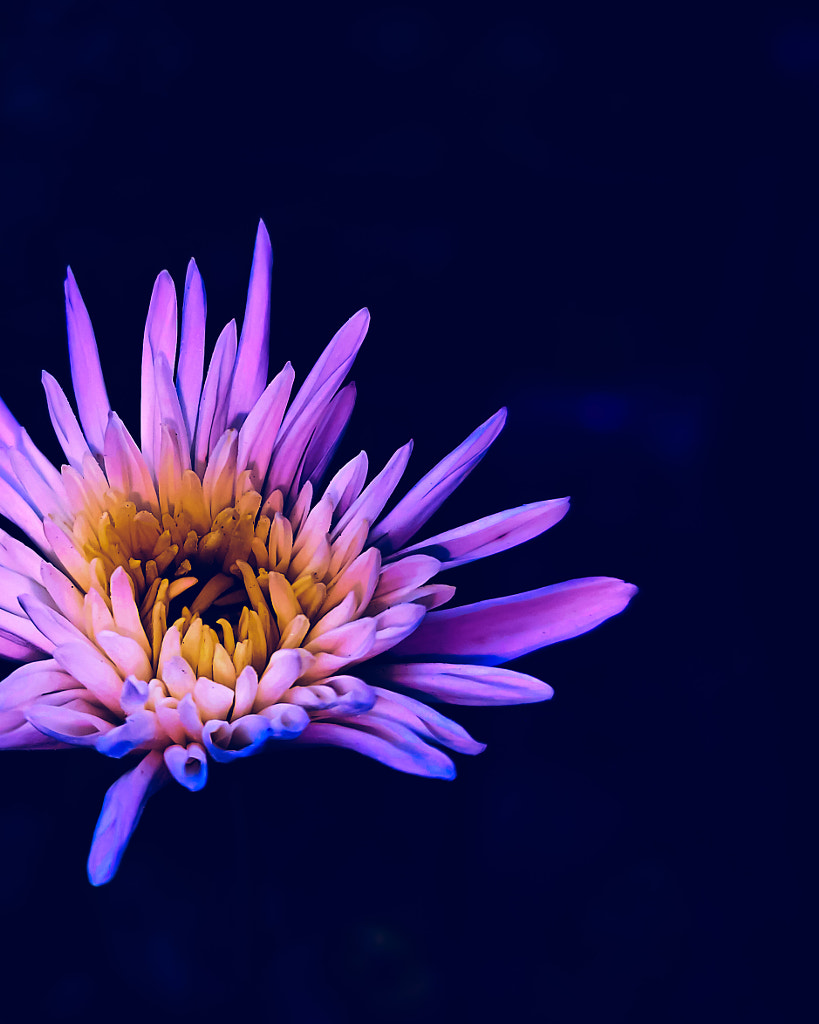 Little Blossom by Jayashankar Majhi on 500px.com