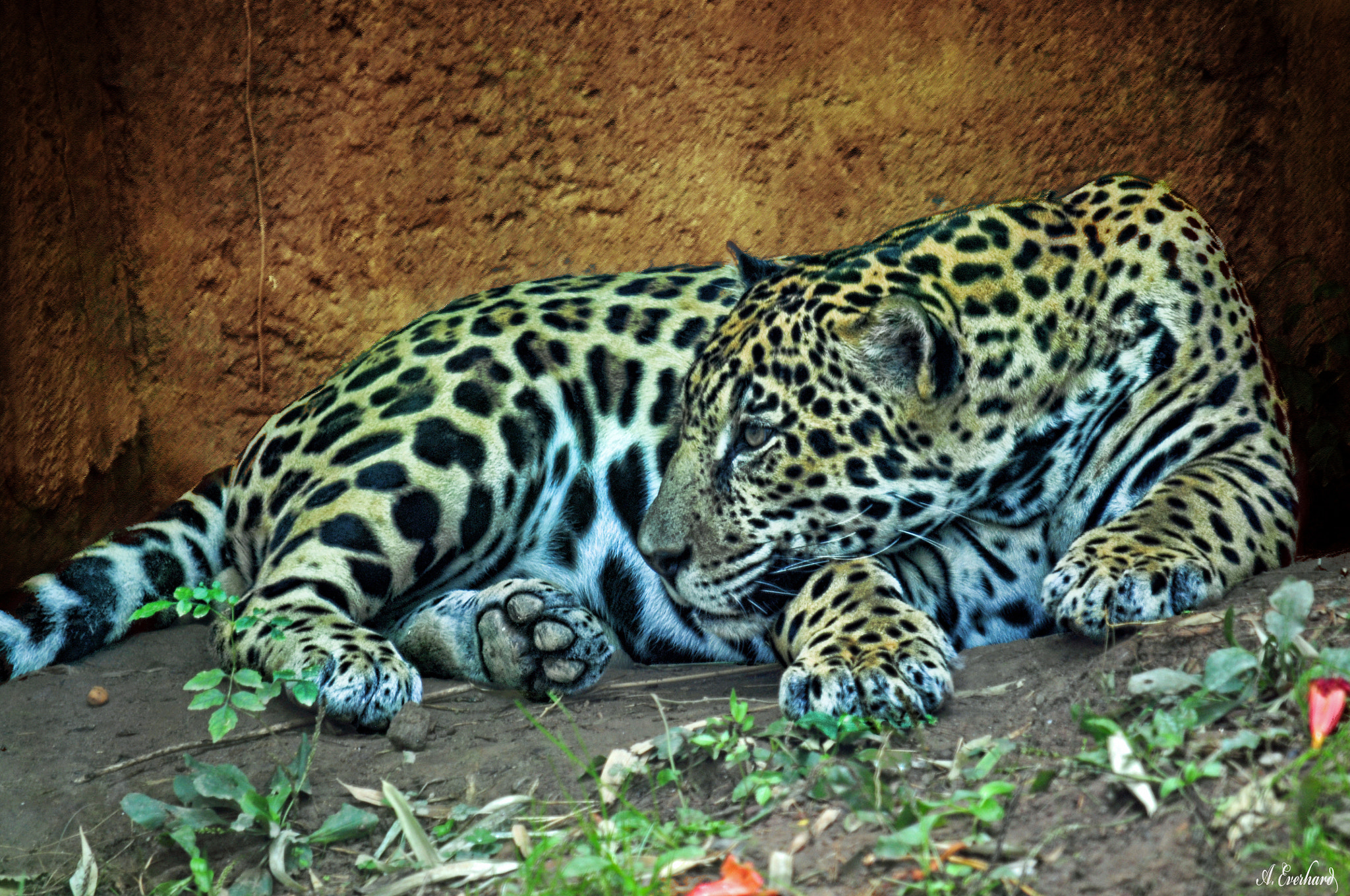 A leopard can't change his spots by Andrea Everhard / 500px