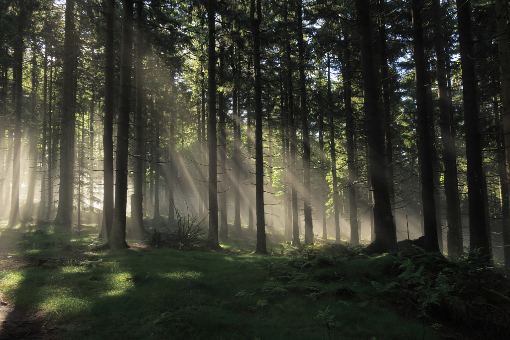 Clearing by ettlpe / 500px