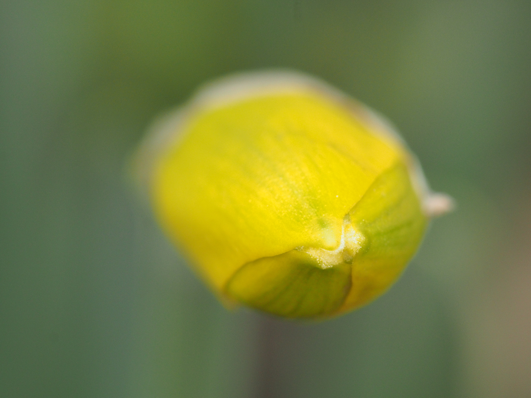 Trumpet daffodil bud tip