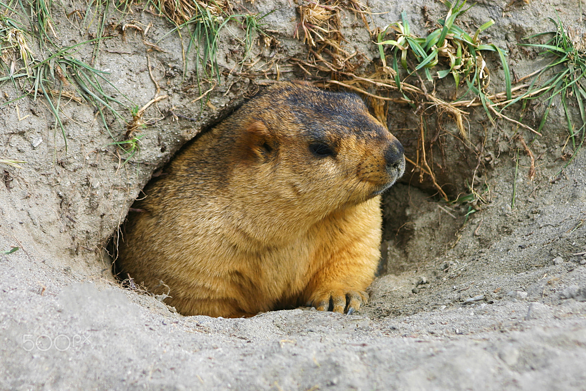 Himalayan Marmot