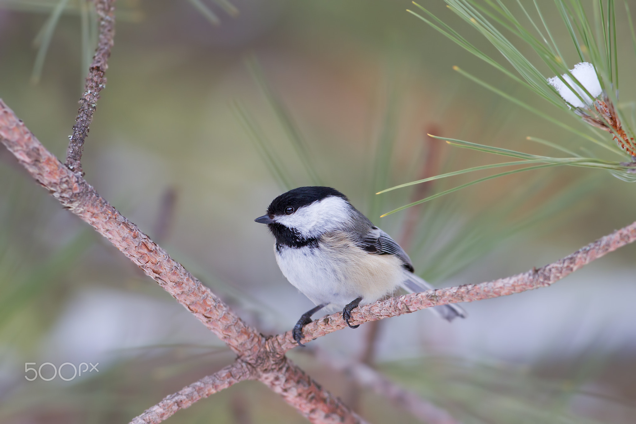 Chickadee - Algonquin Park