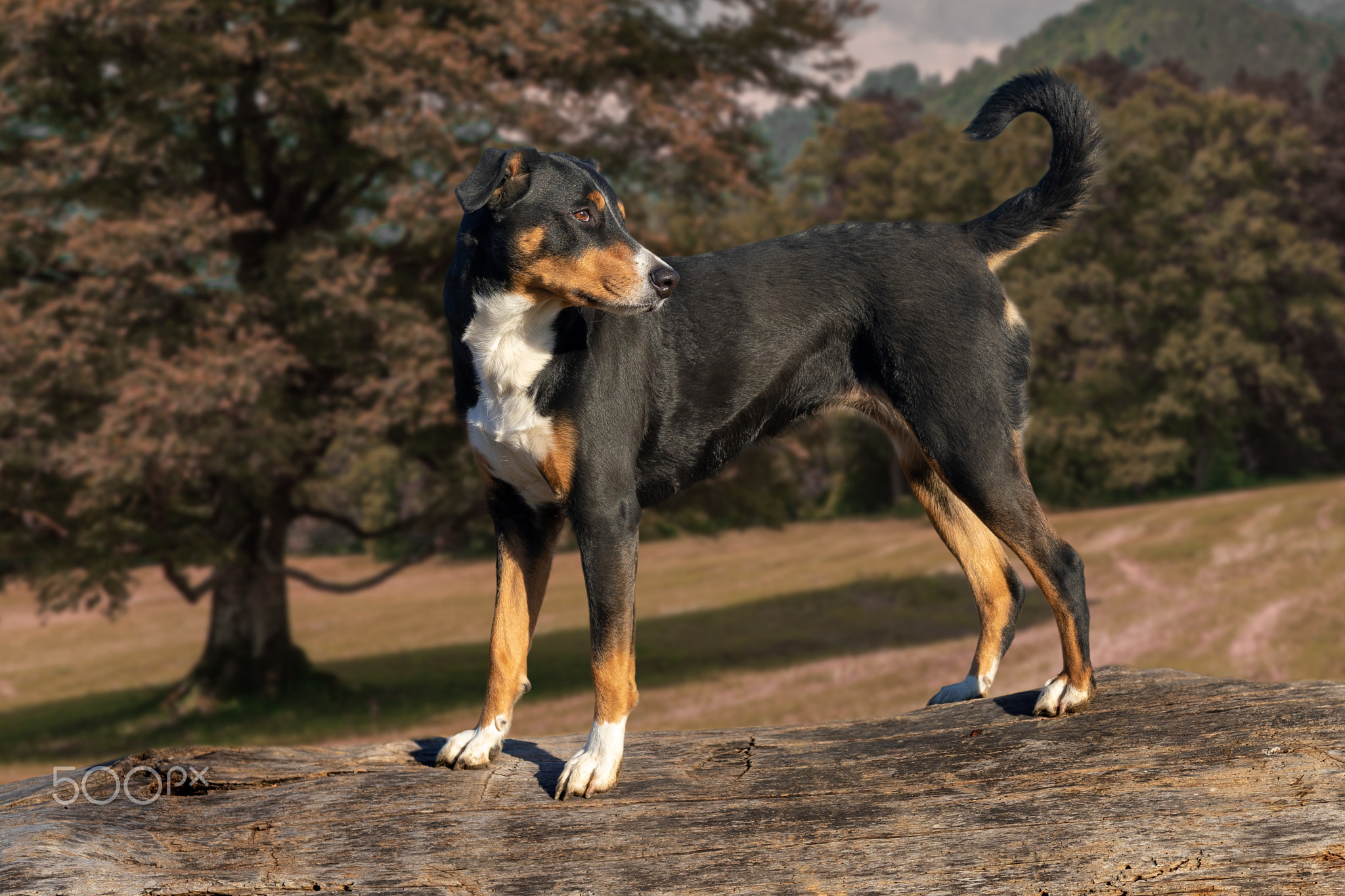 Dog standing on a tree trunk and looking forward