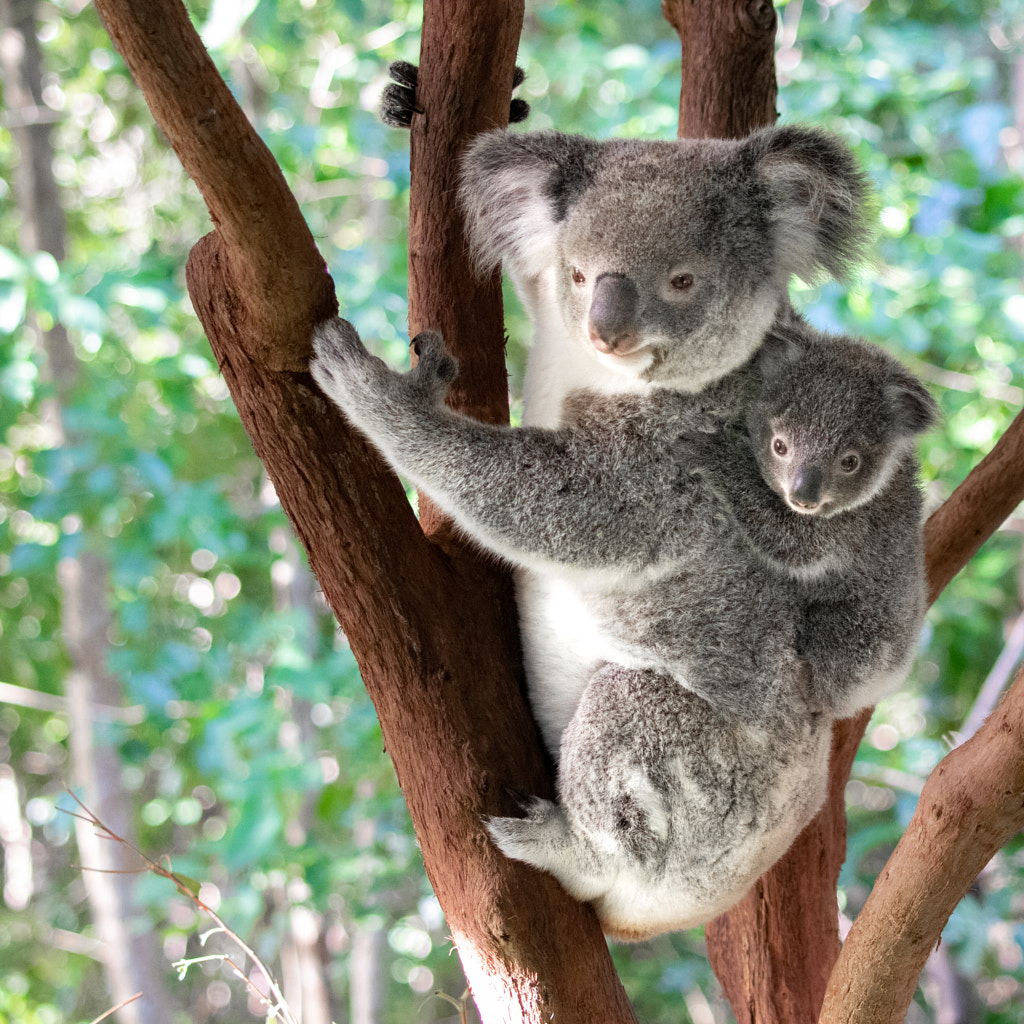 A Koala Carrying Her Joey by Sahl Rowther / 500px