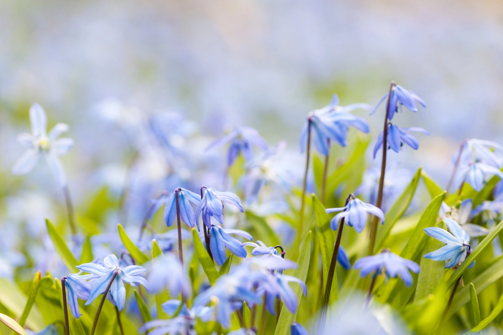 Spring blue flowers by Elena Elisseeva on 500px.com