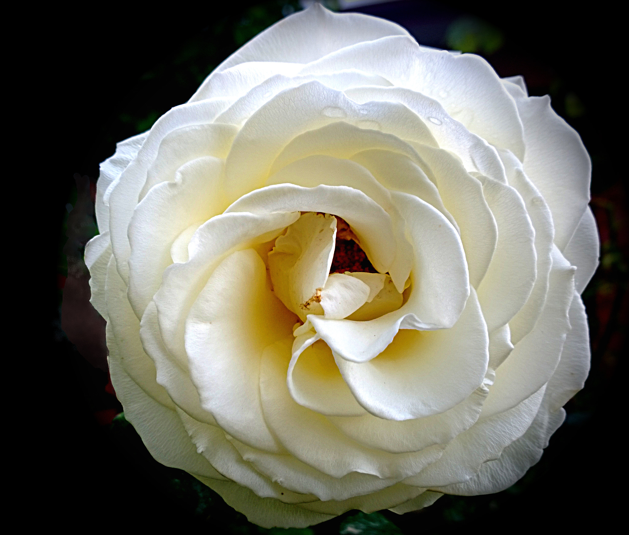 WHITE DREAMS
