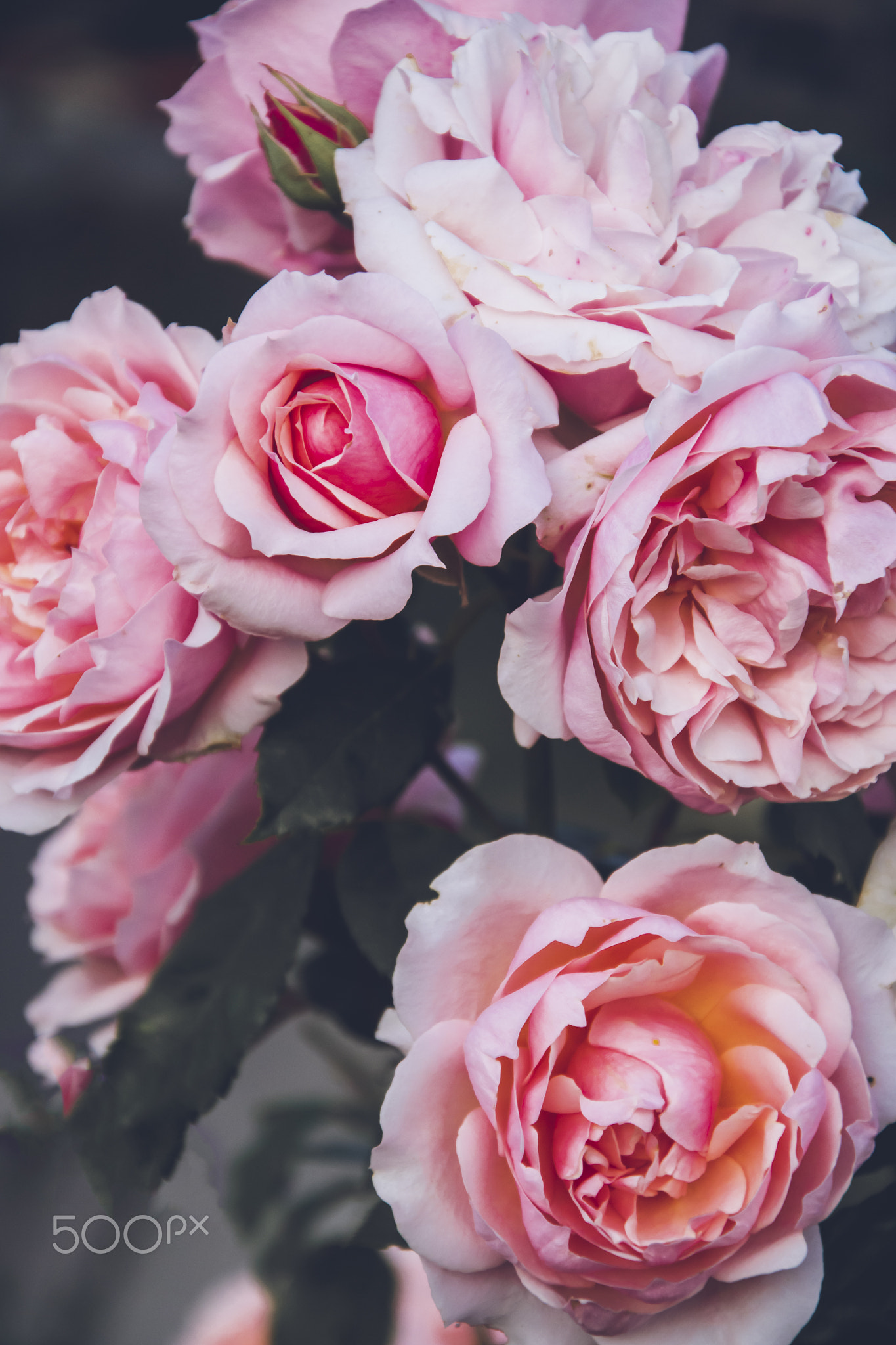 Pink roses in the garden