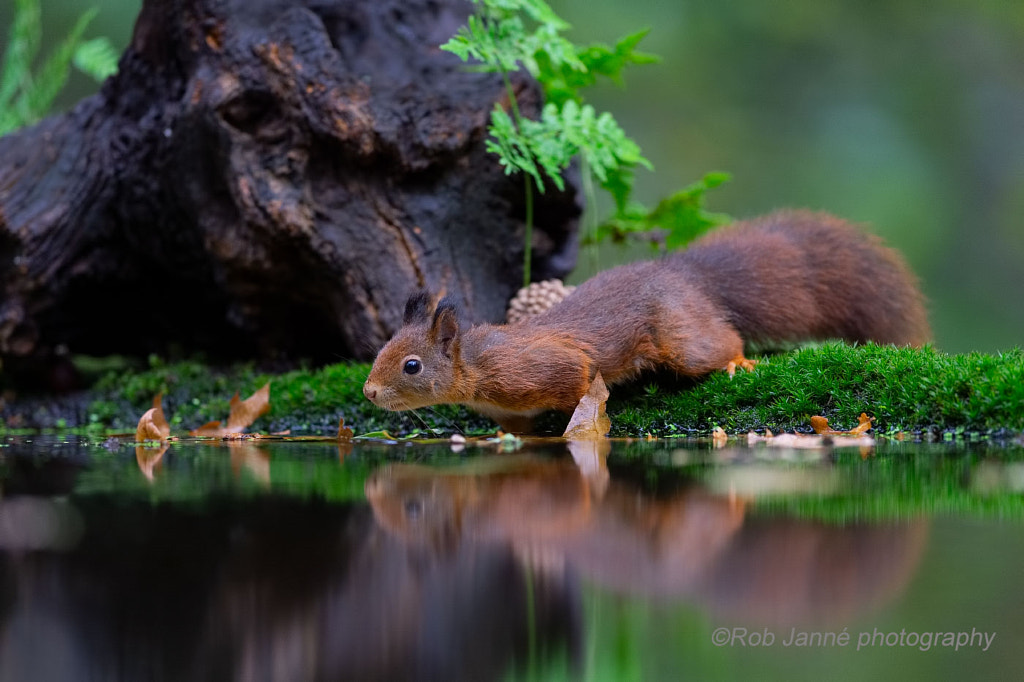 What's In The Water by Rob Janné on 500px.com
